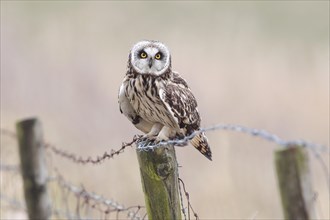 Short-eared Owl (Asio flammeus) sitting on old fence post with barbed wire