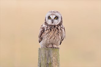 Short-eared Owl (Asio flammeus) sitting on old fence post