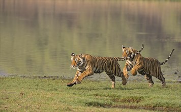 Two juvenile Bengal or Indian Tigers (Panthera tigris tigris) running at full speed along the shore of a lake