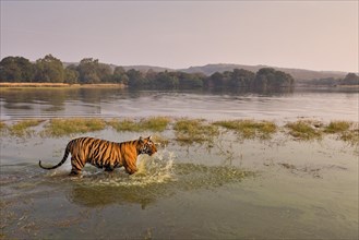 Wild Bengal Tiger or Indian Tiger (Panthera tigris tigris) wading in the water of the Raj Bagh Lake