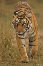 Wild Bengal Tiger or Indian Tiger (Panthera tigris tigris) stalking through dry grass
