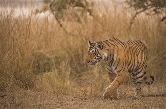 Wild Bengal Tiger or Indian Tiger (Panthera tigris tigris) stalking in the dry grass