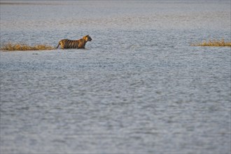 Wild Bengal Tiger or Indian Tiger (Panthera tigris tigris) wading in the water of the Raj Bagh Lake