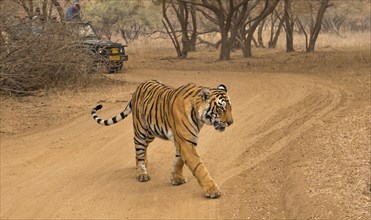 Wild Bengal Tiger (Panthera tigris tigris) walking on a forest track with tourists in vehicles at the back