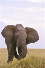 African elephant (Loxodonta africana) in the grasslands of Masai Mara