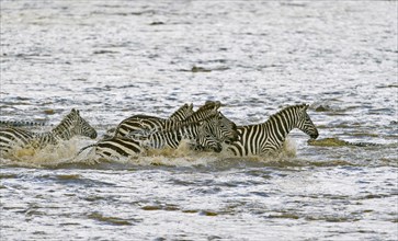 A herd of Plain Zebras (Equus quagga) crossing the Mara River with Nile crocodiles (Crocodylus niloticus) during the great annual migration