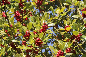Holly (Ilex) with red fruits
