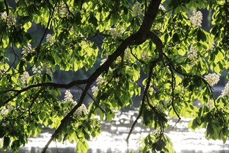 Blossoming Horse Chestnut (Aesculus carnea)