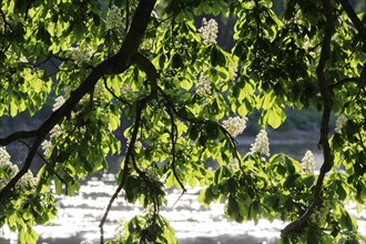 Blossoming Horse Chestnut (Aesculus carnea)