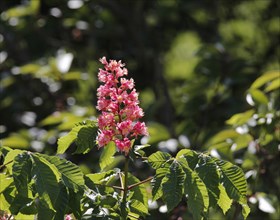 Blossoming Horse Chestnut (Aesculus carnea)