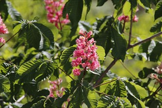 Blossoming Horse Chestnut (Aesculus carnea)