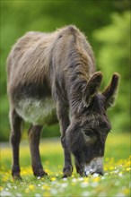 Donkey (Equus asinus asinus) on a flower meadow