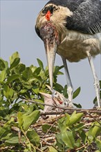 Marabou (Leptoptilos crumenifer) with two little chicks in the nest