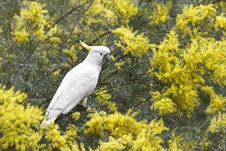 White Cockatoo (Cacatua Alba) sitting in a tree with yellow flowers
