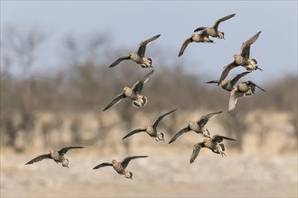 Nam aqua Sandgrouse (Pterocles namaqua) flock of many birds in flight