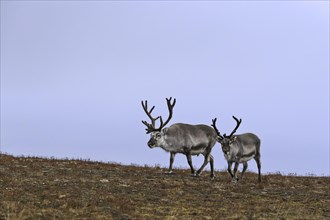 Two Svalbard Reindeer (Rangifer tarandus platyrhynchus)