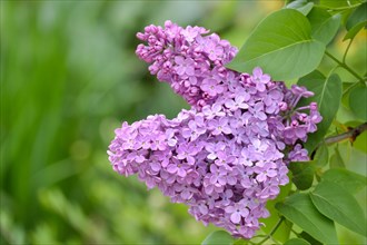 Common Lilac (Syringa vulgaris)