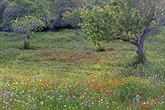 Meadow with almond tree and wild flowers
