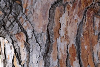Bark of a pine tree (Pinus pinea)
