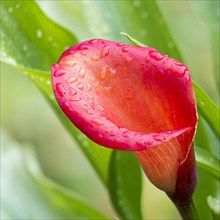 Orange-red flower of a calla or arum lily (Zantedeschia)