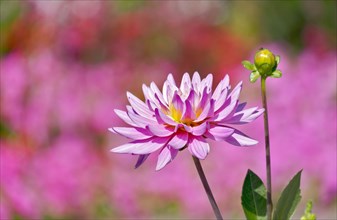 Pink dahlia (Dahlia sp.)