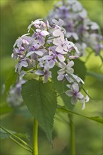 Perennial Honesty (Lunaria rediviva)