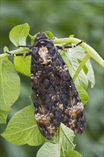 Death's-head Hawk moth (Acherontia atropos) on potato plant