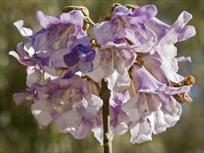 Paulownia imperialis (Paulownia tomentosa