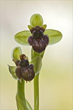 Bumblebee orchid (Ophrys bombyliflora)