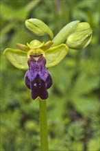 Eleonora orchid (Ophrys eleonorae)