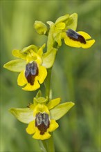 Yellow Bee-orchid (Ophrys lutea)