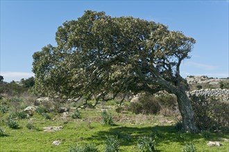 Cork oak (Quercus suber)