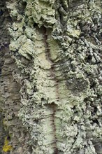Cork oak (Quercus suber)
