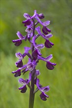 Long-spurred Orchid (Orchis longicornu) S'Ena Arrubia