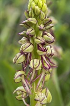 Man Orchid (Orchis anthropophora) Monteleone Rocca Doria