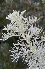 Tree Wormwood (Artemisia arborescens)