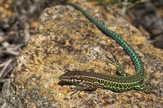 Tyrrhenian wall lizard (Podarcis Tiliguerta)