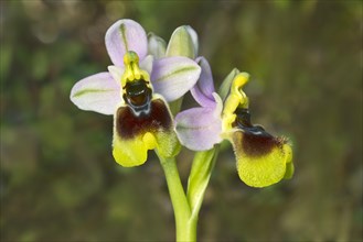 Sawfly orchid (Ophrys tenthredinifera)