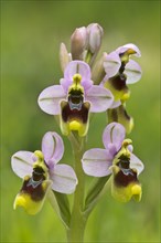 Sawfly orchid (Ophrys tenthredinifera) S'Ena Arrubia