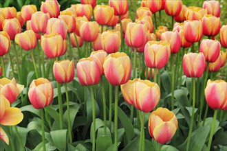 Flowering Darwin hybrid tulips (Tulipa fosteriana)