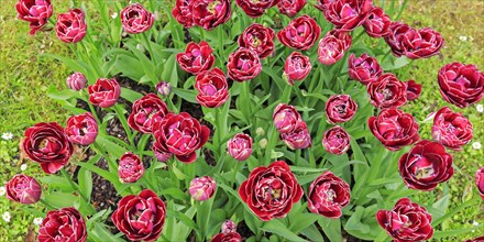 Flowering tulips (Tulipa)
