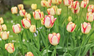 Blooming tulips (Tulipa)