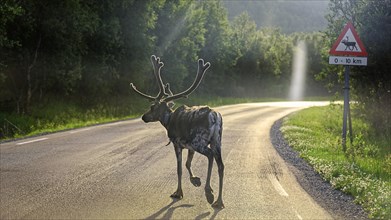 Reindeer (Rangifer tarandus) crossing road