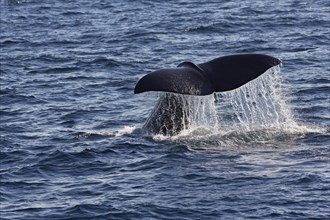 Sperm whale (Physeter macrocephalus Physeter or catodon)