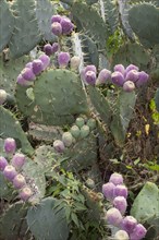 Flowers on a Barbary fig (Opuntia ficus)