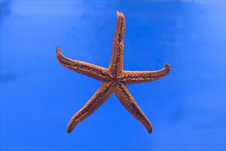 Starfish (Hacelia attenuata)