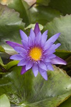 Blue Lotus (Nymphaea caerulea)