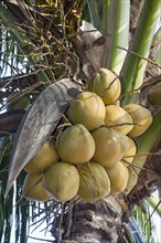 The top of a coconut palm tree (Cocos nucifera) with coconuts on Rang Beach