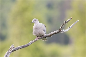 Eurasian Collared Dove (Streptopelia decaocto)