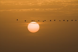 Ducks flying past setting sun
